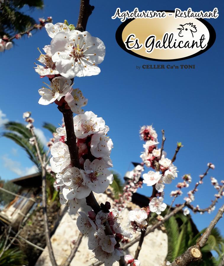 Es Gallicant Agroturismo Campos (Mallorca)